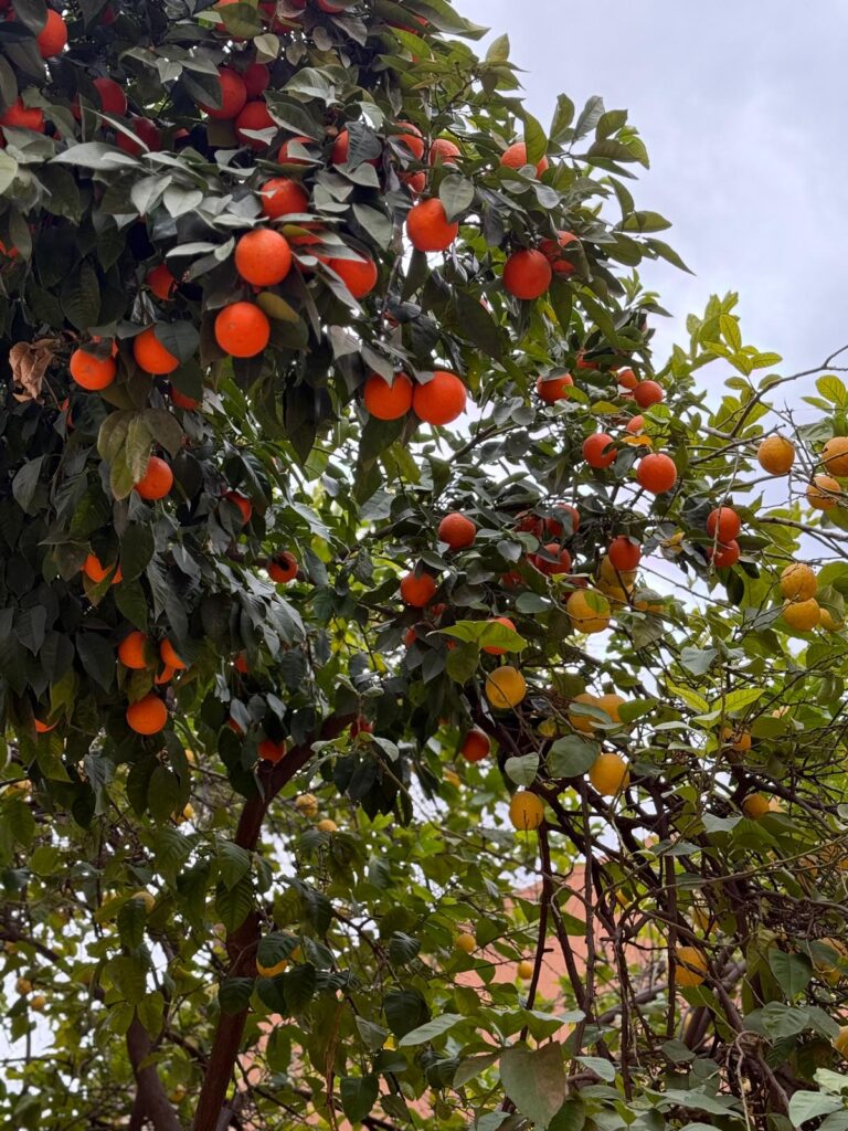 ein Orangen und Zironenbaum