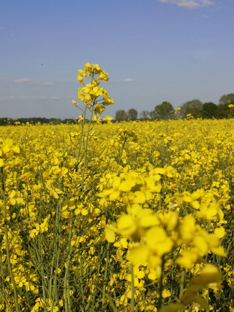 Coaching Düsseldorf - Nina Rehberg